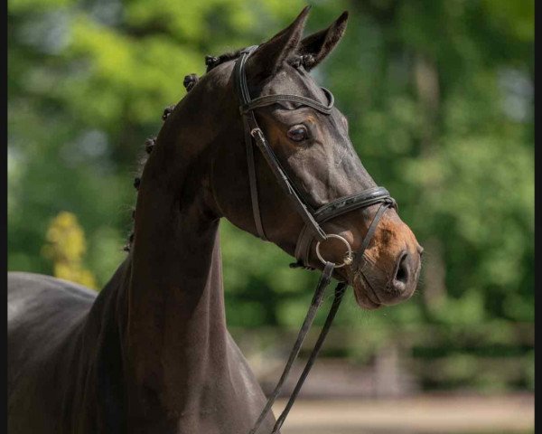 Pferd Roxy Girl (Westfale, 2016, von Rock Forever NRW)