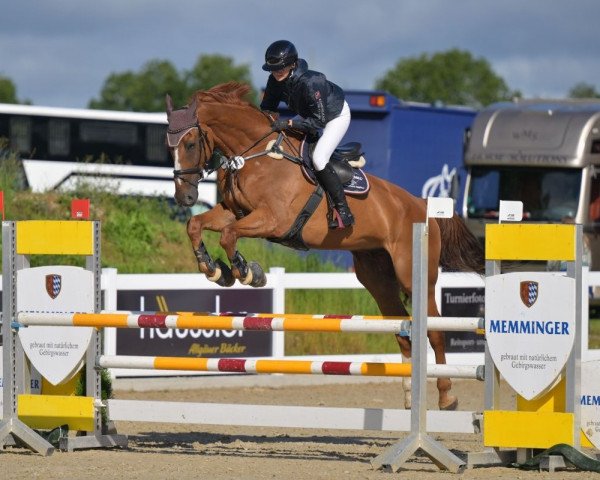 jumper Carmilou PS (Oldenburg show jumper, 2011, from Conthargos)