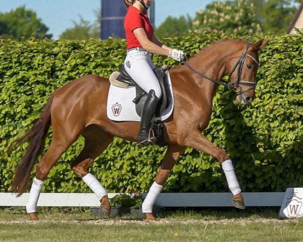 Pferd Valerie (Westfale, 2017, von Vainqueur)