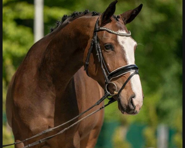 Pferd Formidable For You (Deutsches Reitpferd, 2017, von Feuertanz)