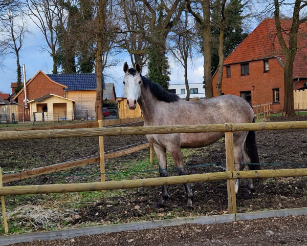horse ASCARA con amor (German Sport Horse, 2022, from Asca Z)