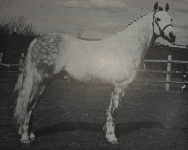stallion Downland Iso (Welsh-Pony (Section B), 1966, from Downland Romance)