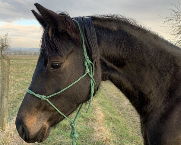 horse Donausinfonie (Trakehner, 2018, from Ivanhoe)