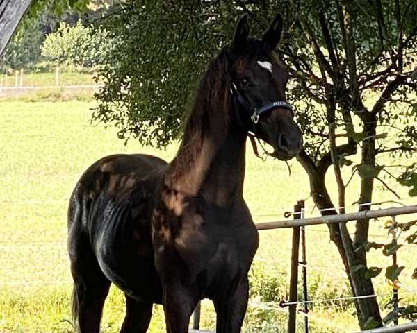horse Sacre Coeur (German Sport Horse, 2023, from Sezuan's Donnerhall)