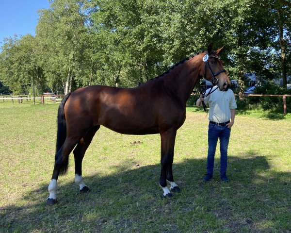 broodmare Vita B-M (Hanoverian, 2019, from Vitalis)