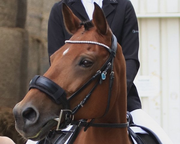 jumper Caletta 123 (Little German Riding Horse, 2006, from Night-Cup)