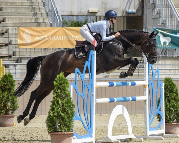 Springpferd Olando van den Heuvel (Belgisches Warmblut, 2014, von L'Arc de Triomphe)
