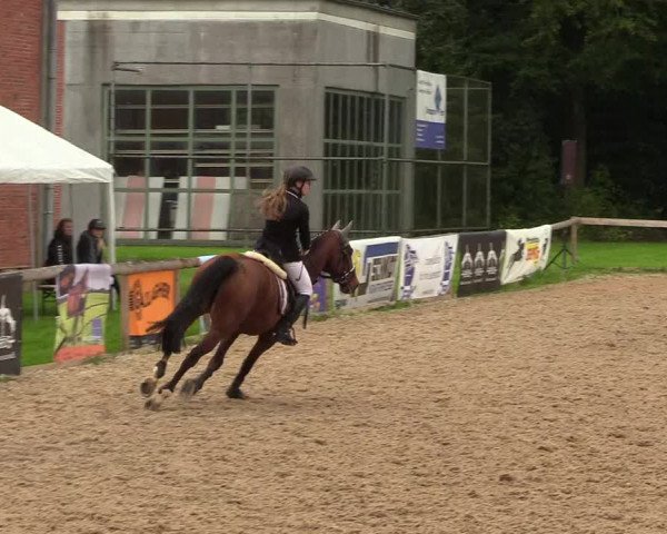 Reitturnier Albersdorf Dithmarsenpark 2021