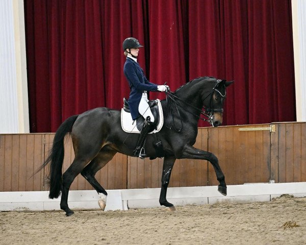 dressage horse Black Berry Fp (German Sport Horse, 2016, from Bon Coeur)