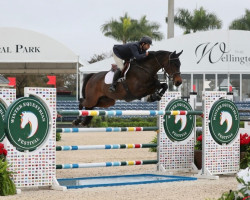 Cavallo da salto Connor Mcgregor (Holsteiner, 2013, di Connor 48)