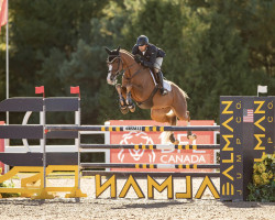 jumper Guibet P (Czech Warmblood, 2014, from Induparts Guidam Sohn)