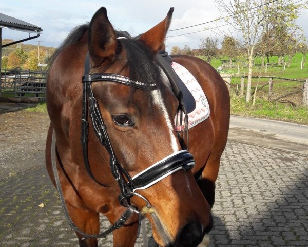 dressage horse Falabella (Hanoverian, 2008, from Fürstenreich)