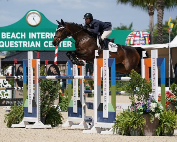 horse Freiminka Hero (Belgian Warmblood, 2011, from Erco van het Roosakker)