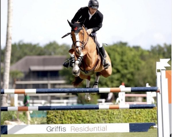 jumper Oo Seven de L'Equipe (Belgian Warmblood, 2014, from Diamant de Semilly)
