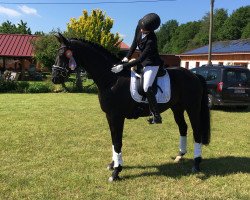 dressage horse Hilarius 13 (Hanoverian, 2010, from Hochadel)