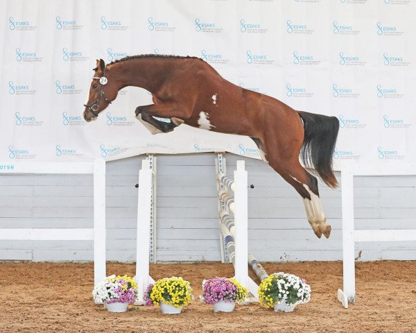 Pferd Baggira H (Deutsches Sportpferd, 2020, von Baggio 17)