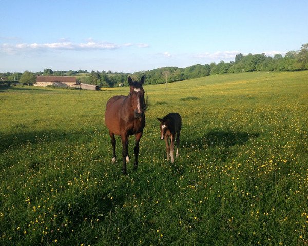 broodmare Ippo Corubert (Selle Français, 1996, from Surcouf de Revel)
