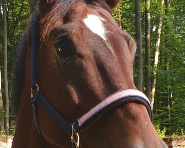 Pferd Flying Colours (Westfale, 2016, von Farbenspiel)