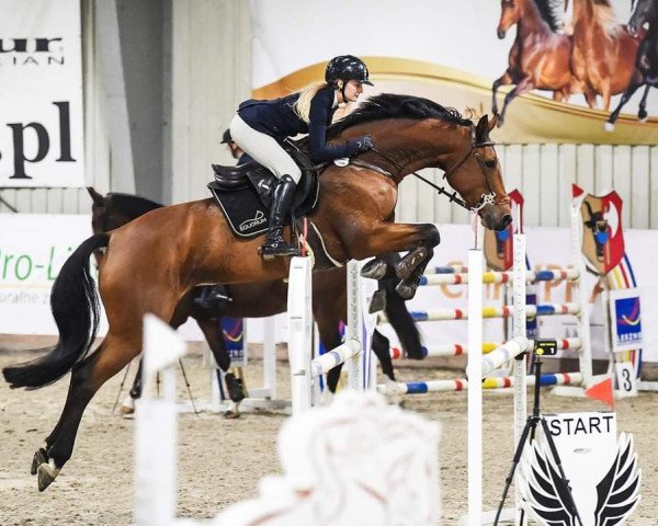 horse Kaatje (KWPN (Royal Dutch Sporthorse), 2015, from Etoulon VDL)