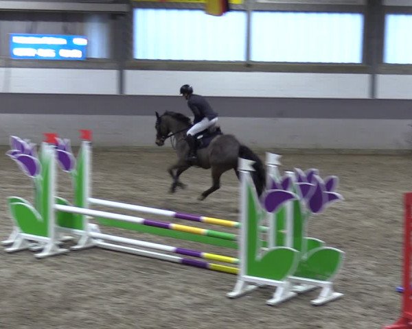 Reitturnier Luhmühlen 2024