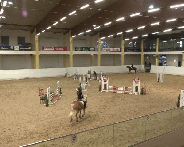 Reitturnier Stadl-Paura 2024