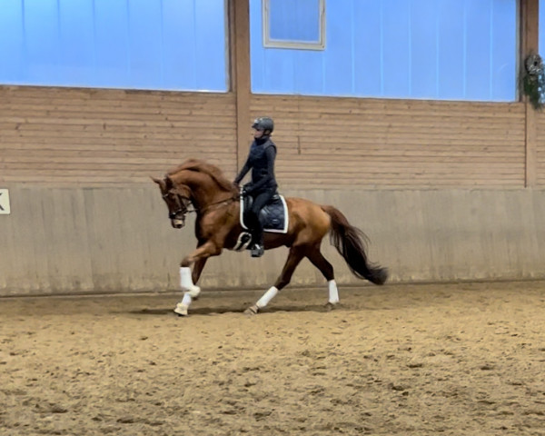 horse Dom Pérignon s (Hanoverian, 2019, from Desperado)
