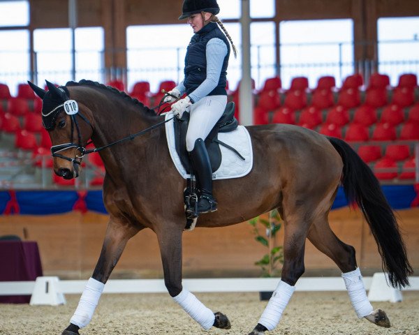horse Arion (German Warmblood, 2014, from Good Line)