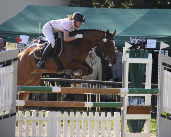 jumper Conner 28 (German Riding Pony, 2003, from FS Cocky Dundee) jumper Conner 28 (German Riding Pony, 2003, from FS Cocky Dundee)