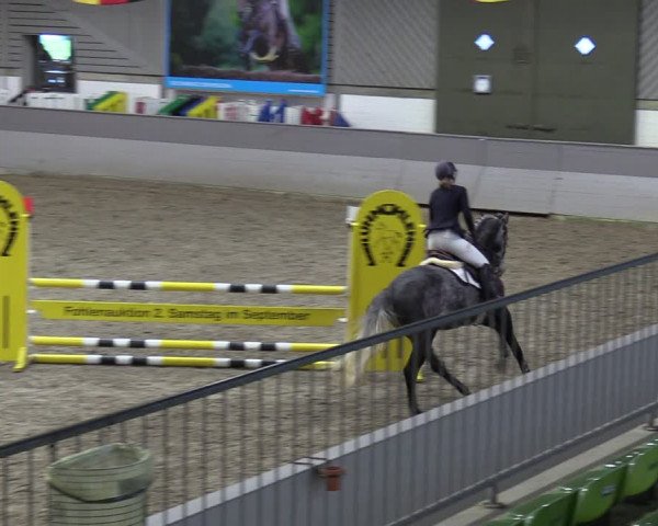 Reitturnier Luhmühlen 2024
