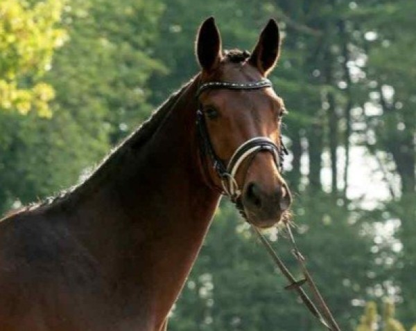 jumper Cayleigh 7 (Westphalian, 2016, from Carell)