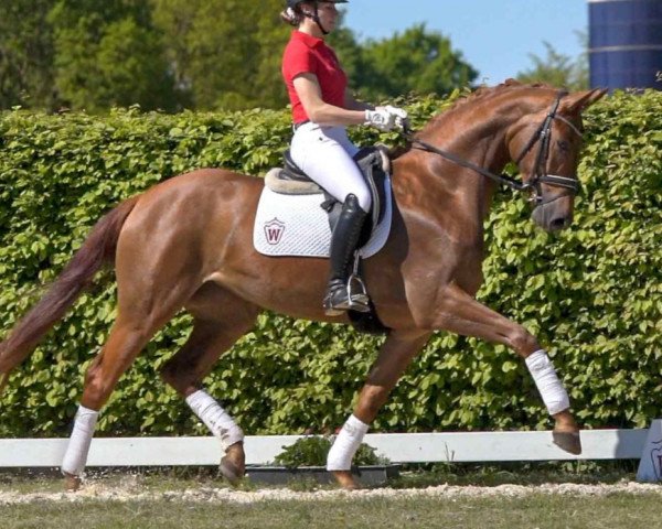 broodmare Vivienne (Westphalian, 2017, from Vainqueur)
