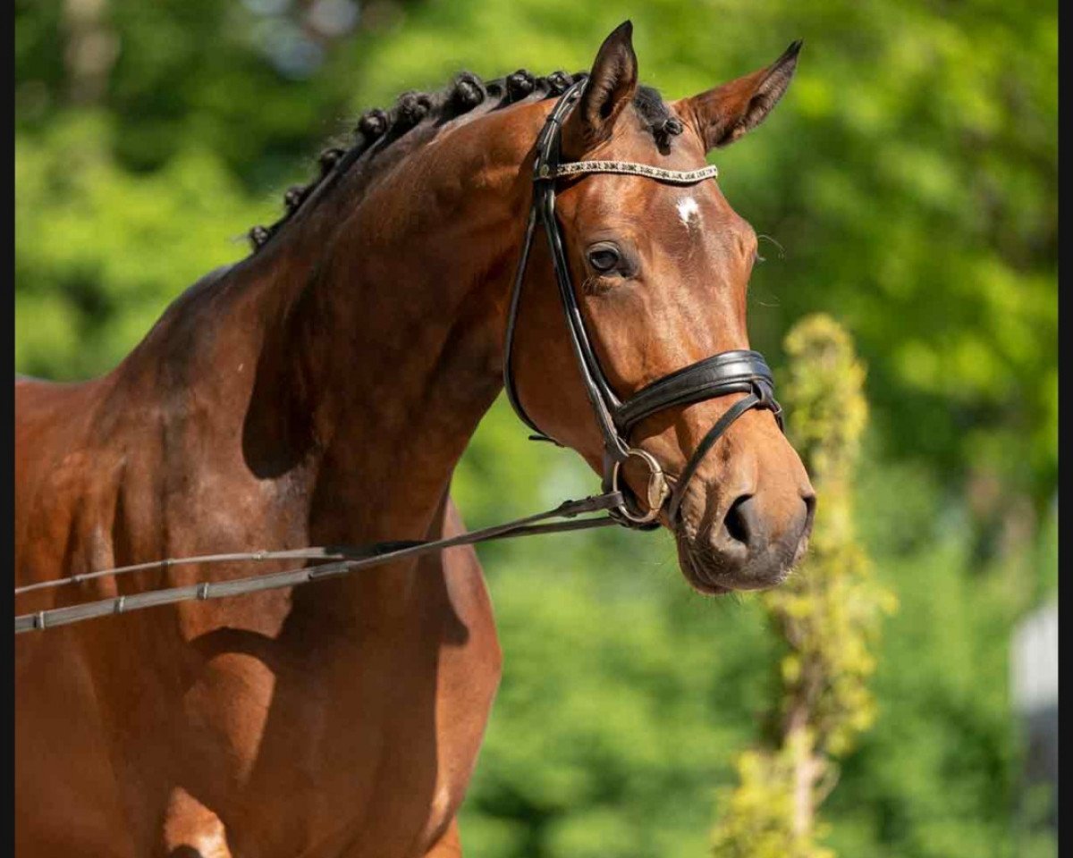 Pferd Bella Barista (Westfale, 2016, von Baccardi)