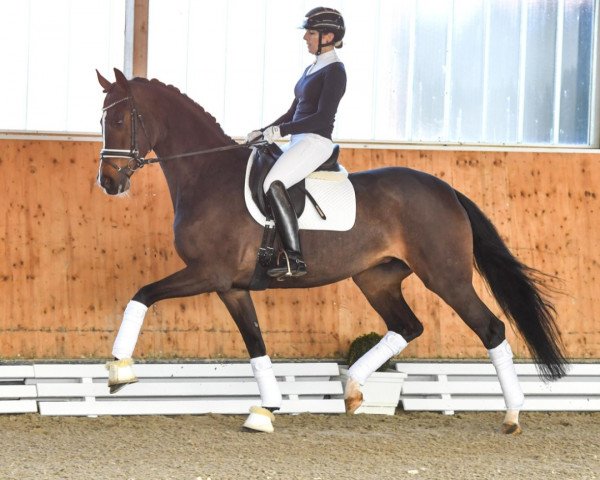horse For Pearl PS (Oldenburg, 2018, from Foundation 2)
