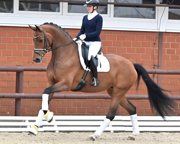 Pferd Fabiola PS (Oldenburger, 2017, von Franklin)