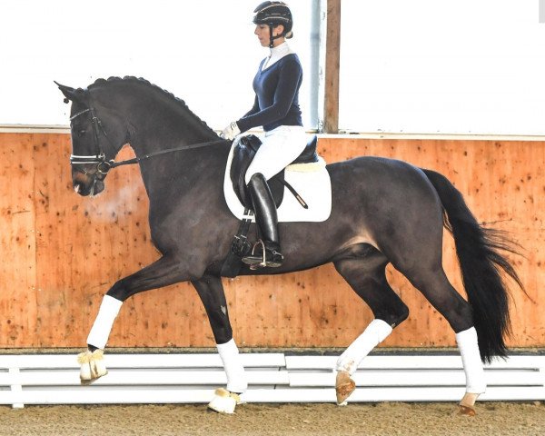 horse Eddie Millow PS (Oldenburg, 2019, from Escamillo)