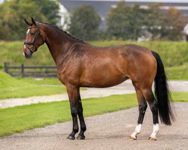 horse Franktina (Oldenburg, 2019, from Franklin)