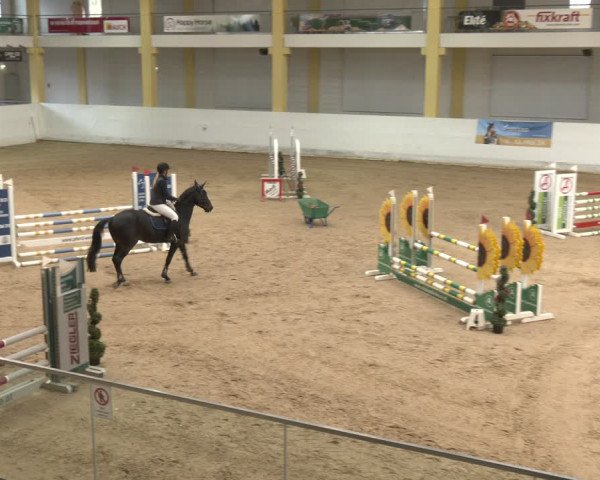 Reitturnier Stadl-Paura 2024
