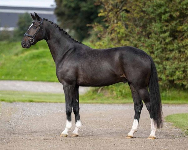 horse Hengst von Foundation / Sir Donnerhall (Oldenburg, 2019, from Foundation 2)