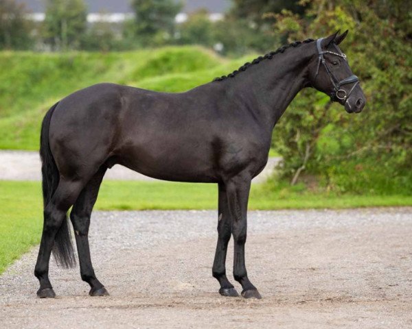 horse For a Reason (Hanoverian, 2018, from Fürst Belissaro)