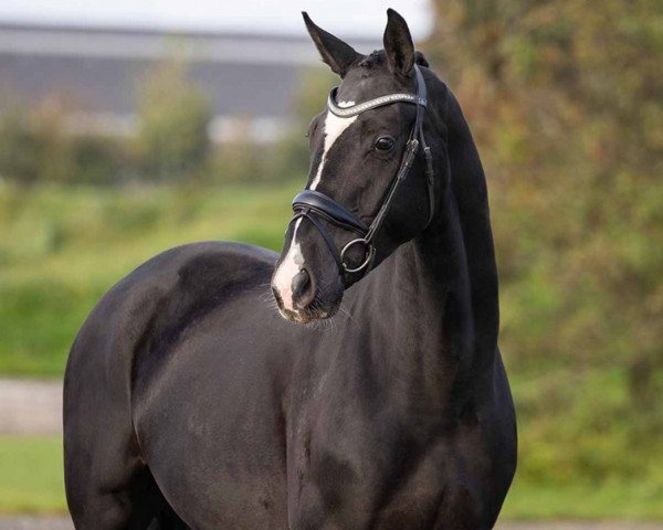 horse Sanciro (Oldenburg, 2019, from Sezuan)