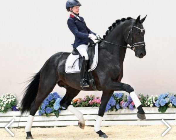 horse Hengst von Escamillo / De Niro (Oldenburg, 2020, from Escamillo)
