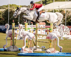 jumper Kirlo van den Bosrand (Belgian Warmblood, 2010, from VDL Cardento 933)