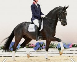 dressage horse Illuminati 10 (Oldenburg, 2018, from Asgard's Ibiza)