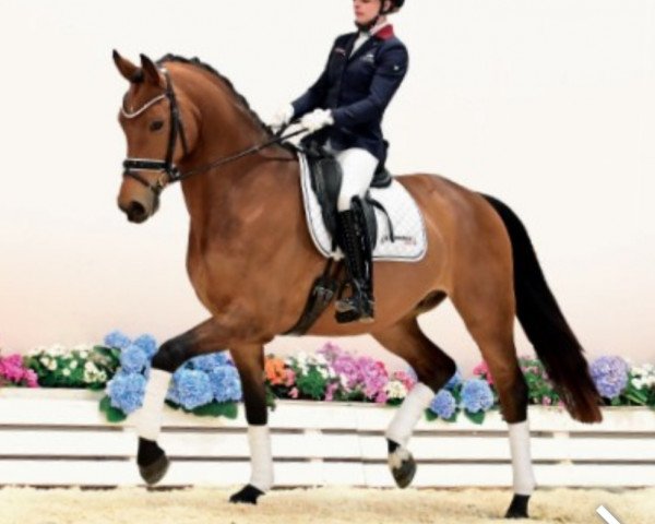 Cavallo da Dressage Egmont (Oldenburger, 2019, di Escolar) Cavallo da Dressage Egmont (Oldenburger, 2019, di Escolar)