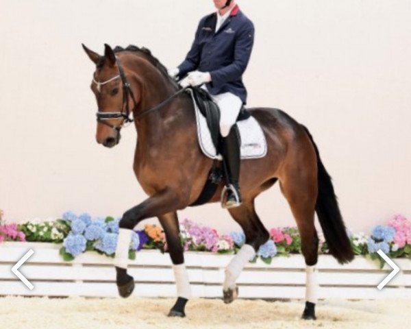 horse Zantina (Oldenburg, 2019, from Blue Hors Zackerey)