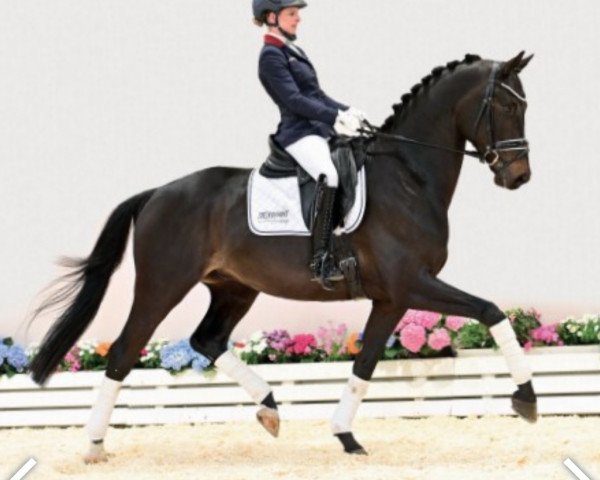dressage horse Diptyque (Oldenburg, 2018, from D'Egalite)