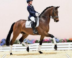 horse Fu Fu (Oldenburg, 2019, from For Romance I)