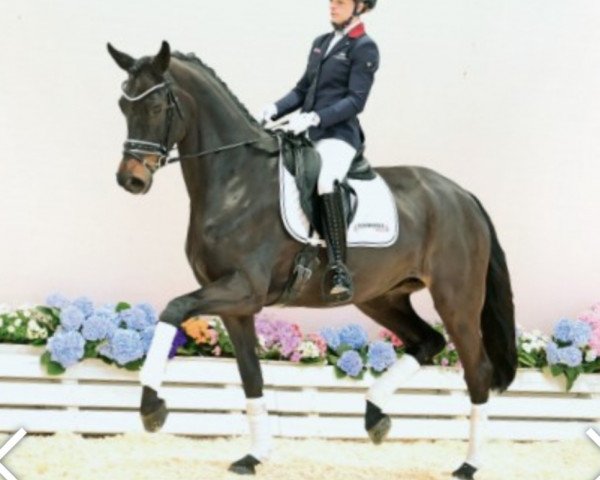 dressage horse Florentina 119 (Oldenburg, 2017, from Fürsten-Look)