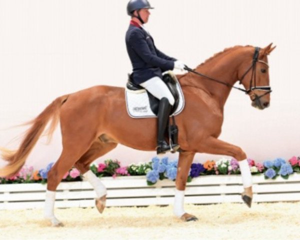 dressage horse Mc Cain SL (Oldenburg, 2018, from DSP Marc Cain)