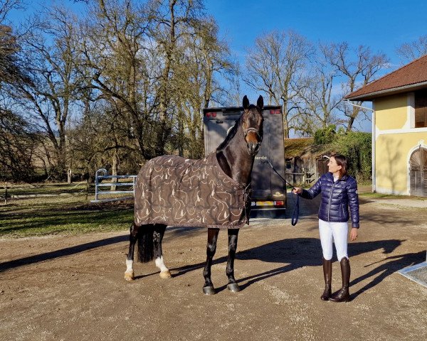 jumper DALMORE (Austrian Warmblood, 2015, from Dinken)